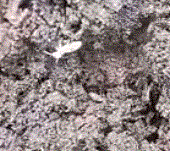 termitaLC 03dic2025